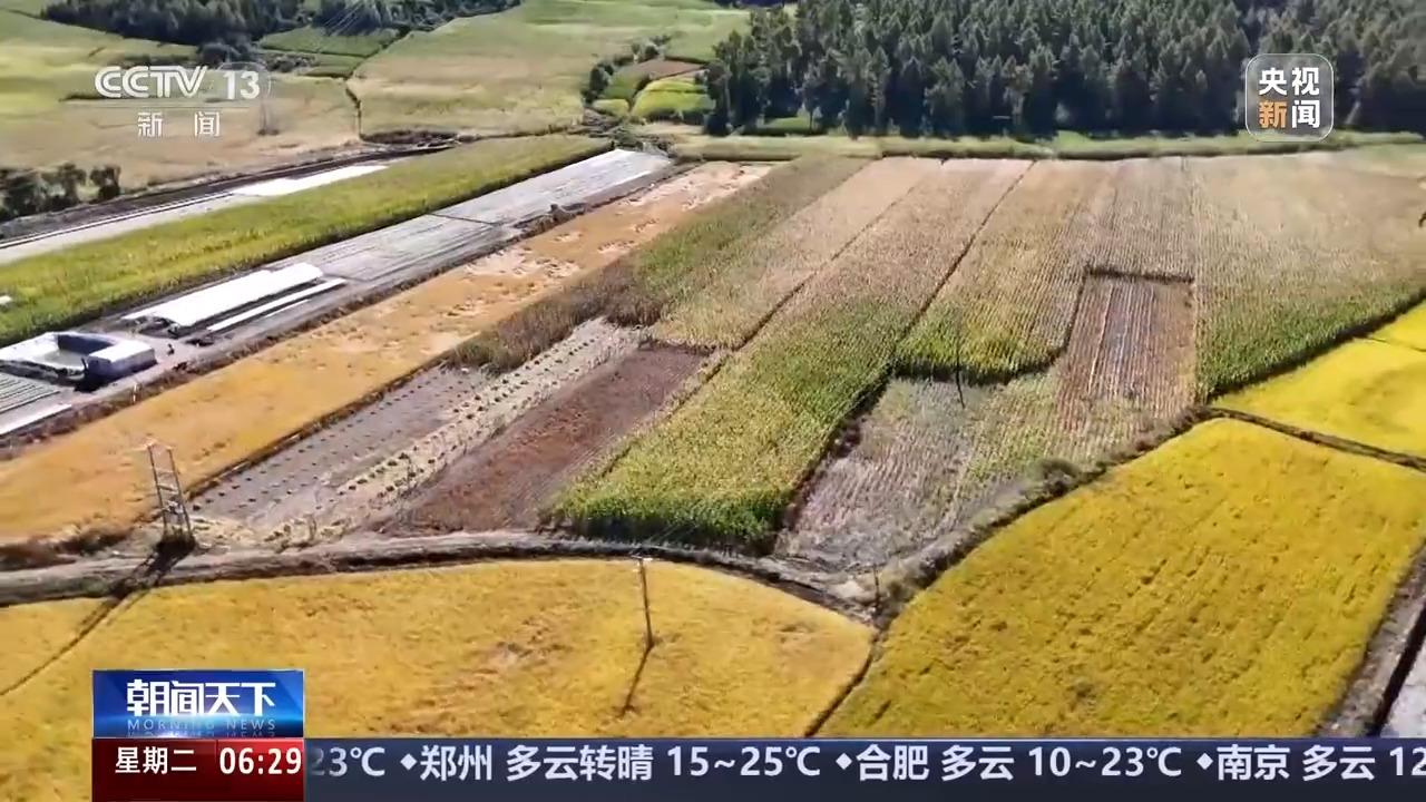 全国秋粮收获进入高峰期 进度过四成麻将胡了游戏寒露时节好“丰”景！(图4)